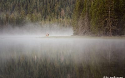 Photo Of The Day By Kim Jane Peterson