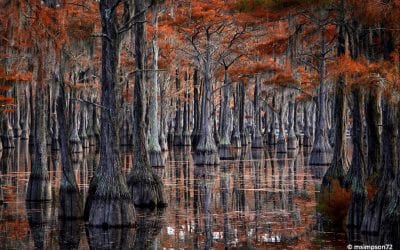 Photo Of The Day By msimpson72