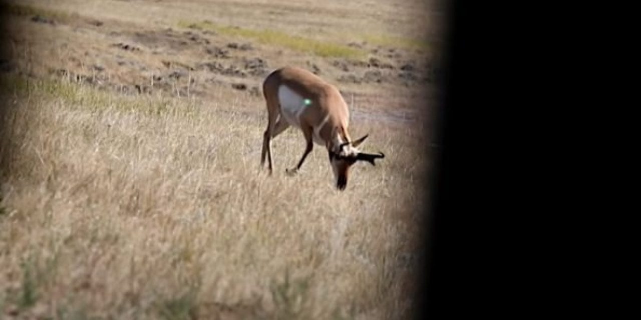 Pronghorn Antelope Tries to Jump the String, Ends Up Dropped in His Tracks