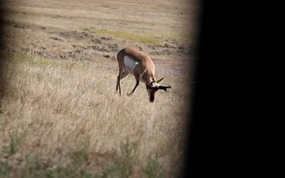 Pronghorn Antelope Tries to Jump the String, Ends Up Dropped in His Tracks