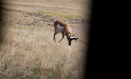 Pronghorn Antelope Tries to Jump the String, Ends Up Dropped in His Tracks