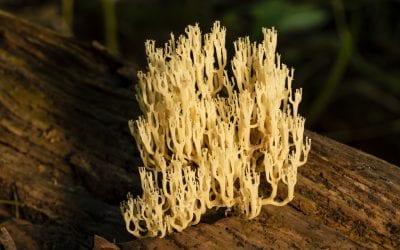 Reflecting on the Crown-tipped Coral