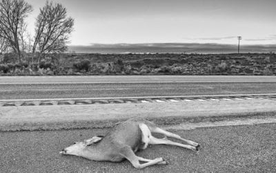 Salvaging and Eating Roadkill is Legal in These States