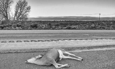 Salvaging and Eating Roadkill is Legal in These States