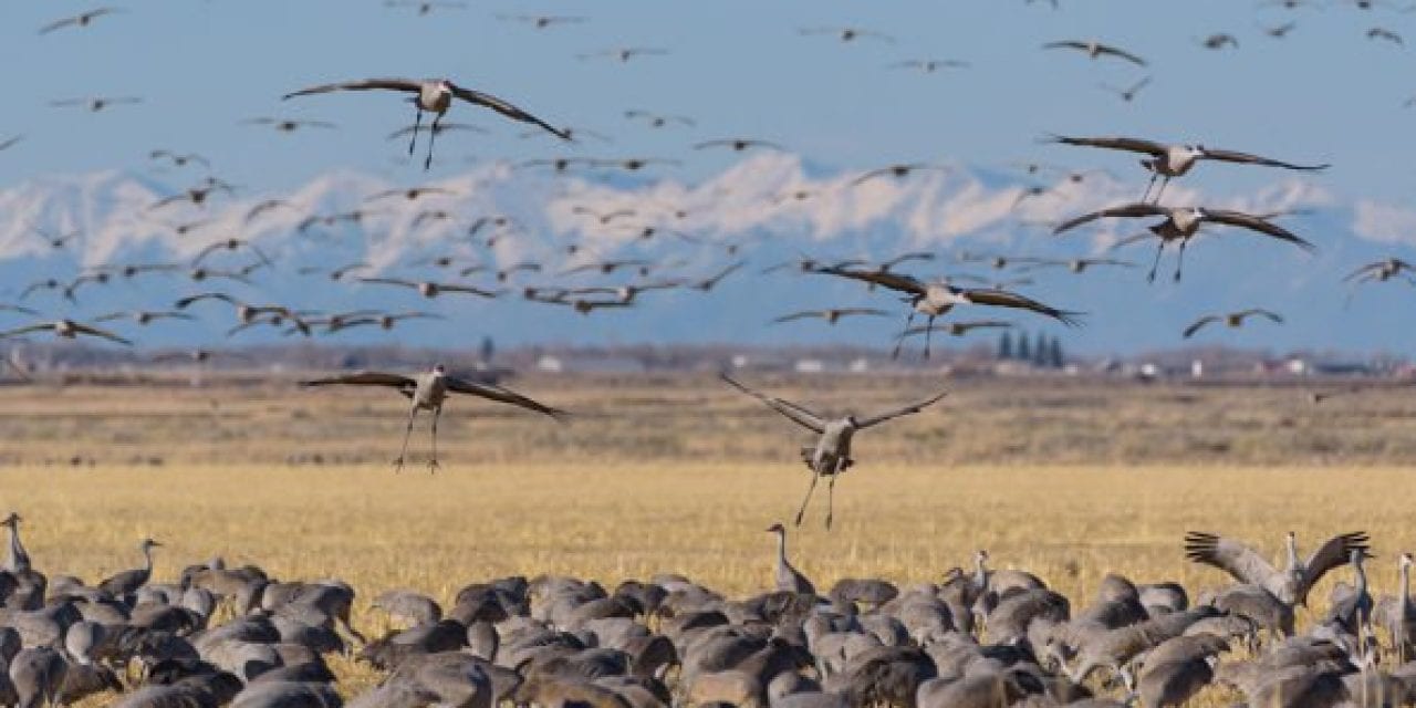 Sandhill Crane Hunting: Identification, Gear, and Tactics