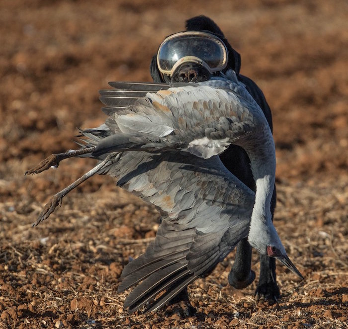 sandhill crane hunting