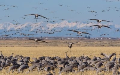 Sandhill Crane Hunting: Identification, Gear, and Tactics