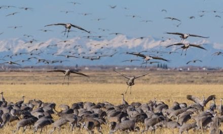 Sandhill Crane Hunting: Identification, Gear, and Tactics