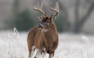 Saskatchewan Hunting: Home of Big Bucks, Wheat Fields, and the Duck Factory