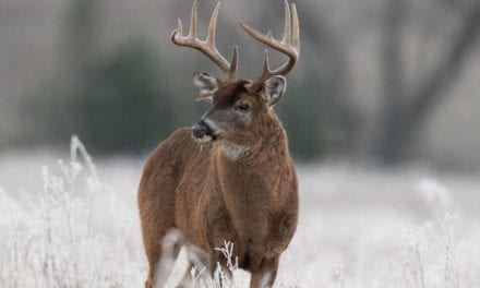 Saskatchewan Hunting: Home of Big Bucks, Wheat Fields, and the Duck Factory