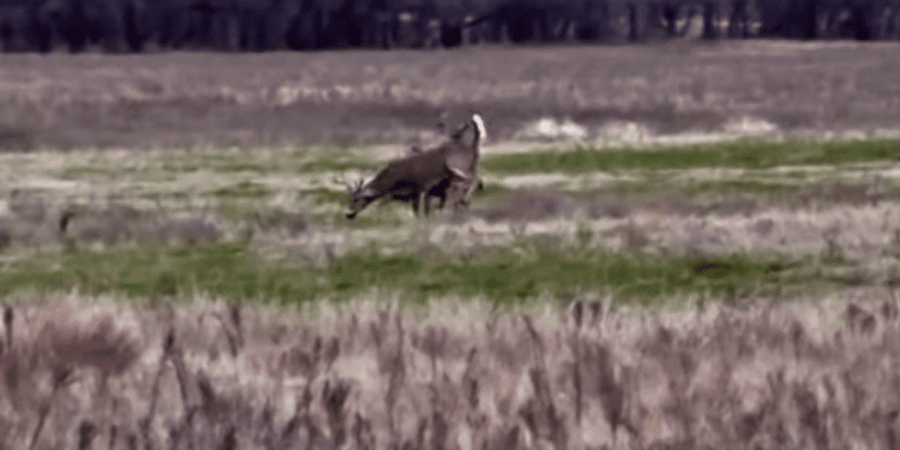 Showdown Between Two Oklahoma Bucks Results in Death for One