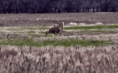 Showdown Between Two Oklahoma Bucks Results in Death for One