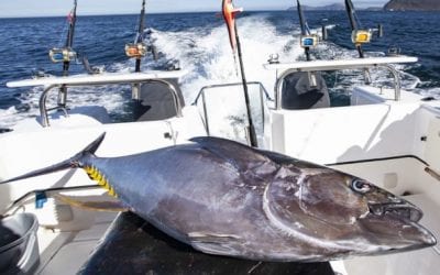 The Best Fish to Catch in Your Birthday Month