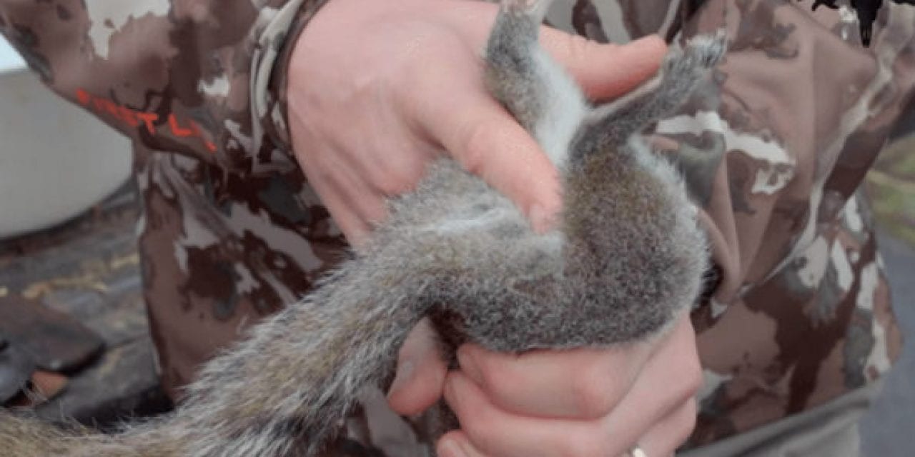 The Best Way to Skin and Butcher a Squirrel