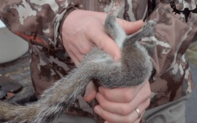The Best Way to Skin and Butcher a Squirrel