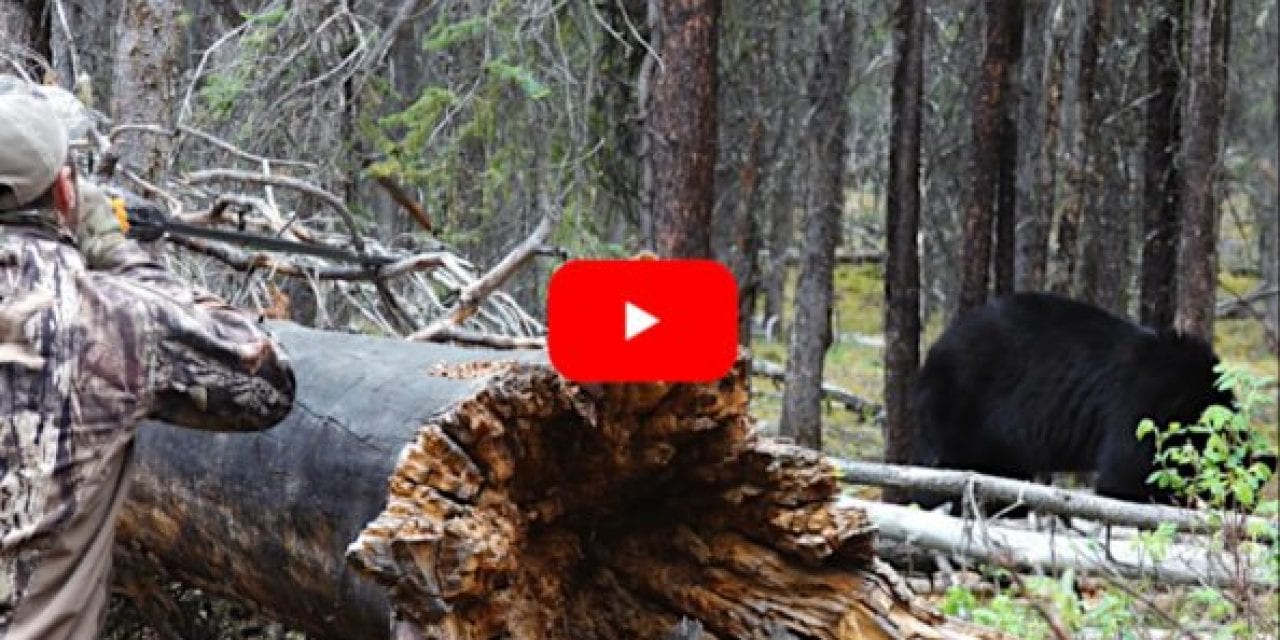 Tim Wells Successfully Harvests a Black Bear Using a Blowgun