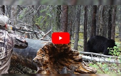 Tim Wells Successfully Harvests a Black Bear Using a Blowgun