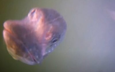 Underwater Camera Turned Fishing Lure Shows Pike From a Minnow’s Perspective