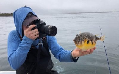 Going crab-less for tautog