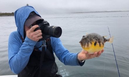 Going crab-less for tautog