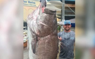 350-Pound Warsaw Grouper Caught in Florida Was at Least 50 Years Old