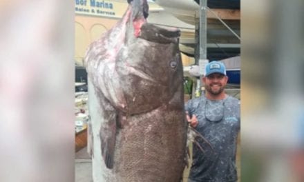 350-Pound Warsaw Grouper Caught in Florida Was at Least 50 Years Old