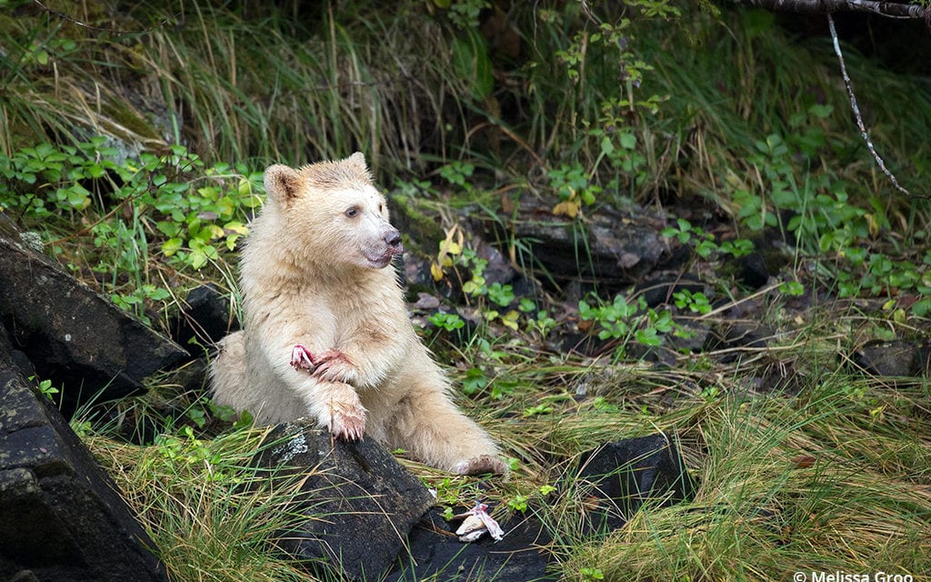 5 Guides To Improve Your Wildlife Photography