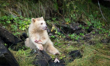 5 Guides To Improve Your Wildlife Photography