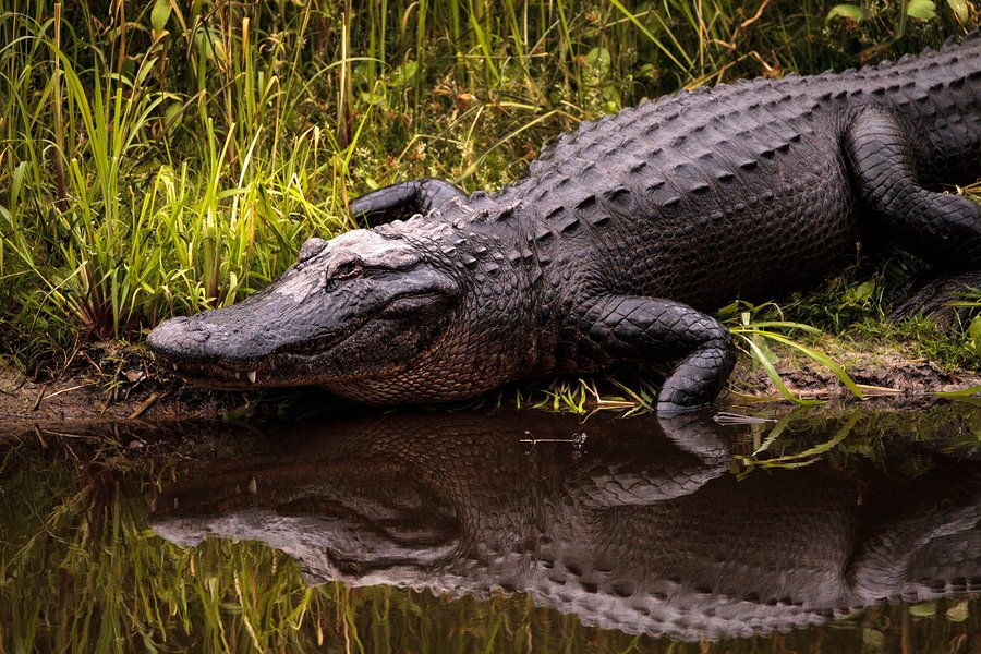 Alligator Hunting