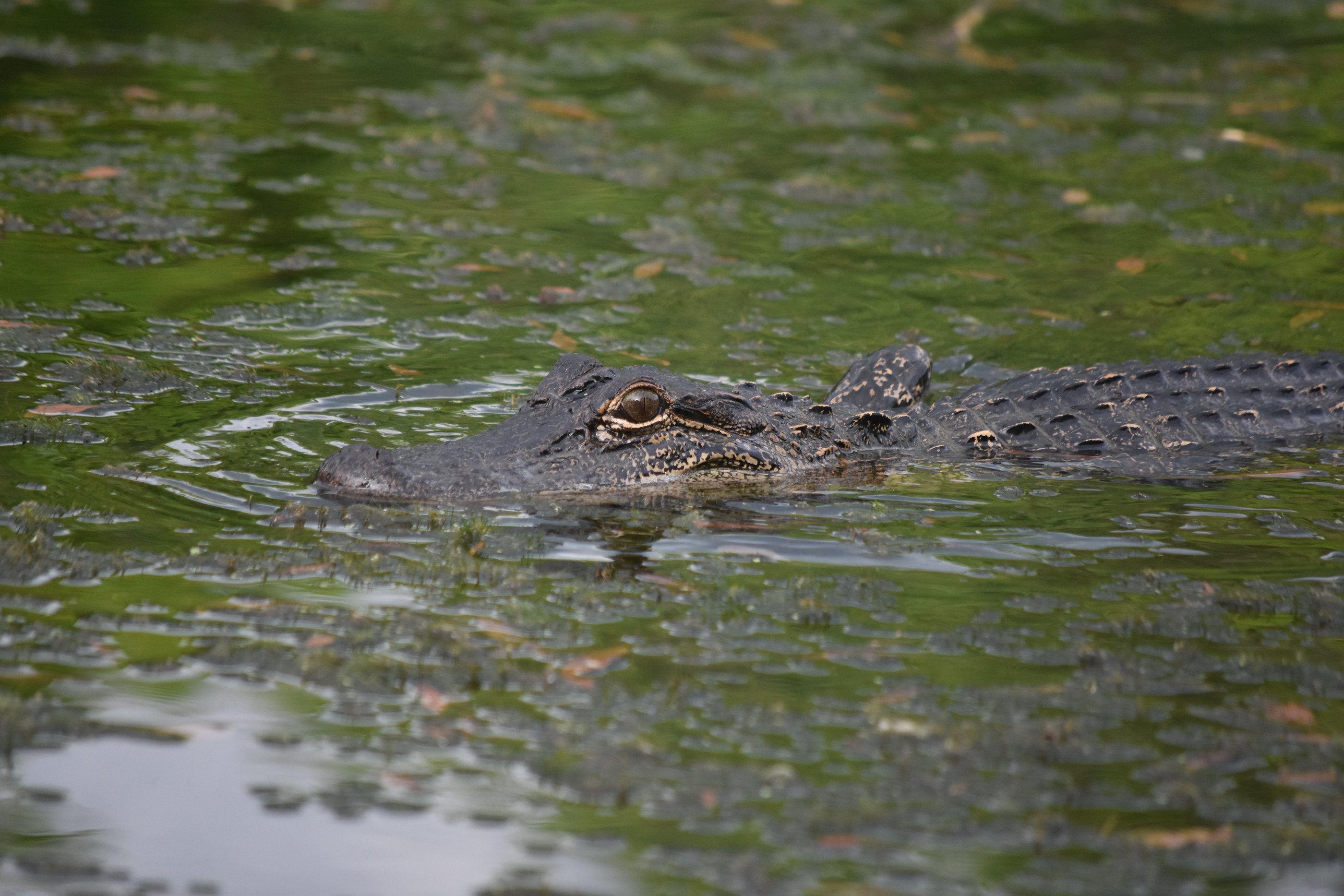 Alligator Hunting