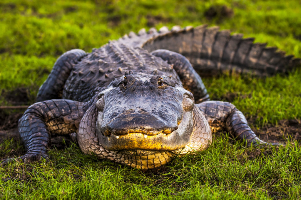 Alligator Hunting Season Where, When, and How to Hunt Gators in the