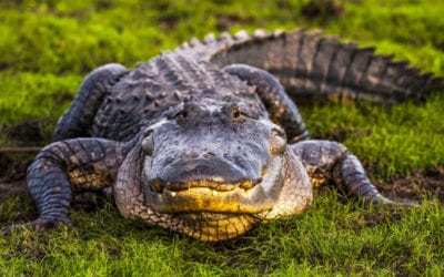 Alligator Hunting Season: Where, When, and How to Hunt Gators in the American South