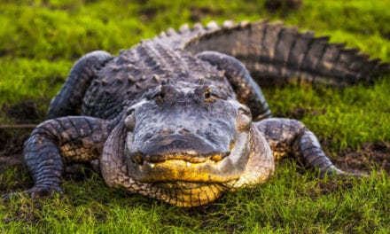 Alligator Hunting Season: Where, When, and How to Hunt Gators in the American South