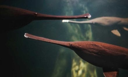 American Paddlefish: Profiling the Relic Species