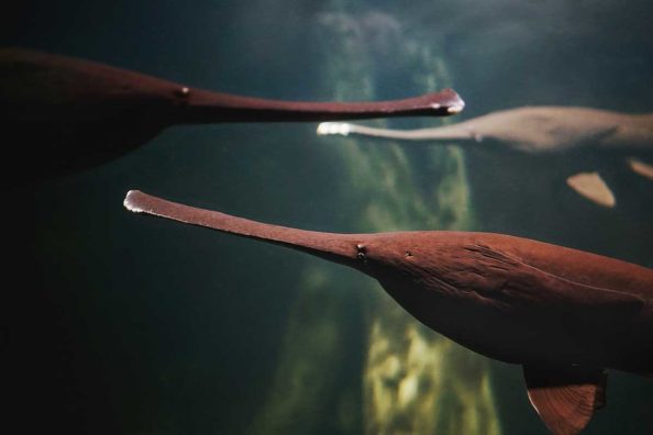American Paddlefish: Profiling the Relic Species