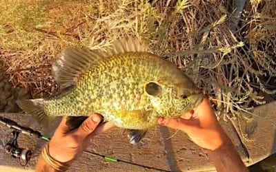 Arizona’s Lake Havasu is Home to the Largest Sunfish on Earth