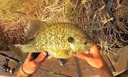 Arizona’s Lake Havasu is Home to the Largest Sunfish on Earth