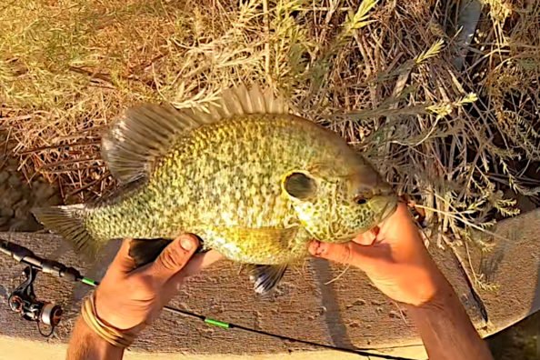 Arizona’s Lake Havasu is Home to the Largest Sunfish on Earth