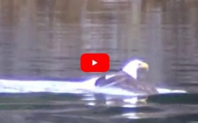 Bald Eagle Drags Big Fish Catch to the Shore by Swimming