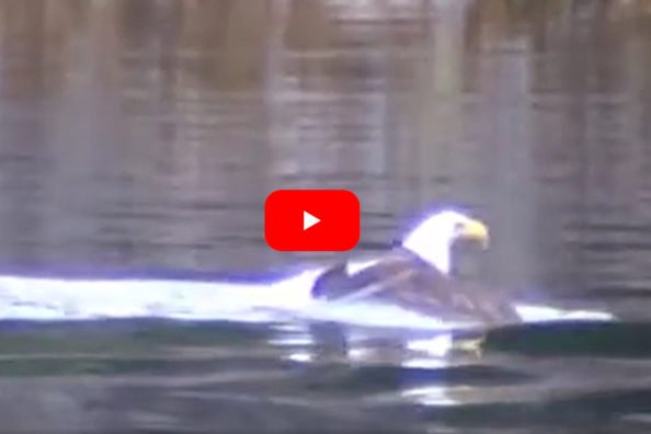 Bald Eagle Drags Big Fish Catch to the Shore by Swimming
