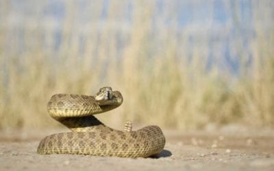 Best Guns for Snakes: 4 Close-Range, Power-Appropriate Picks