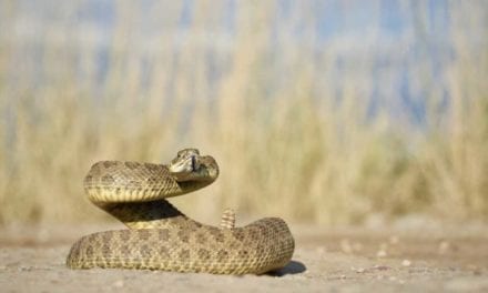 Best Guns for Snakes: 4 Close-Range, Power-Appropriate Picks