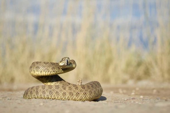 Best Guns for Snakes: 4 Close-Range, Power-Appropriate Picks