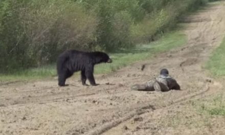 Black Bear Hunt Presents Wildly Close Encounter