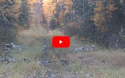 Elk Hunt Turns Into Unexpected Wolf Hunt After Pack Appears