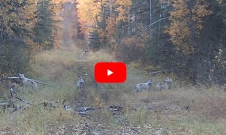 Elk Hunt Turns Into Unexpected Wolf Hunt After Pack Appears