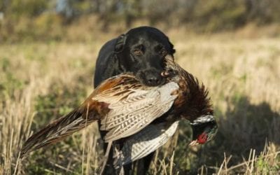 First Hunting Dogs: 3 Breeds That Would Be Great