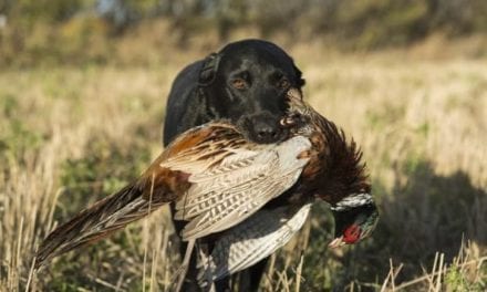 First Hunting Dogs: 3 Breeds That Would Be Great