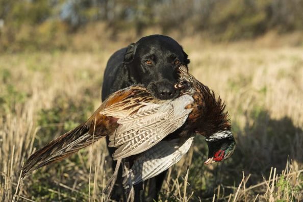 First Hunting Dogs: 3 Breeds That Would Be Great