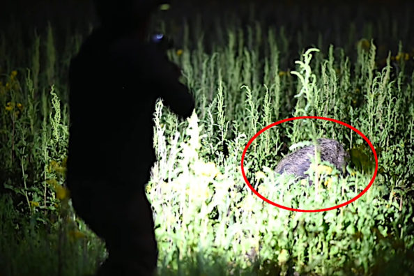 Group of Hunters Sneak Only Feet from Clueless Feral Hogs in the Dark